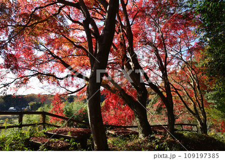 観音山の紅葉　2022-11-24　＃28　 109197385