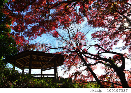 観音山の紅葉 2022-11-24 #29 観音山の紅葉 2022-11-24 #29 109197387