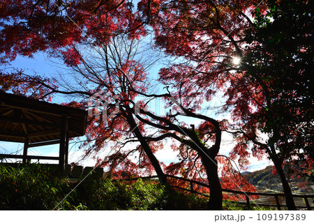 観音山の紅葉 2022-11-24 #30 観音山の紅葉 2022-11-24 #30 109197389