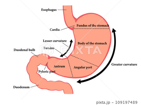 胃 亜部位 一覧表 – 胃の構造 図解 , 胃の解剖用語(anatomical terminology of stomach) – NHAF