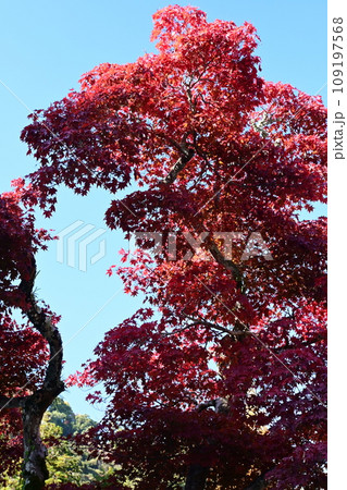 真っ赤に色づいたモミジの大木 真っ赤に色づいたモミジの大木 109197568