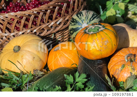 Pumpkin squash with a wicker basket with red viburnum berry in the garden. Autumn harvest concept. Closeup Pumpkin squash with a wicker basket with red viburnum berry in the garden. Autumn harvest concept. Closeup 109197861
