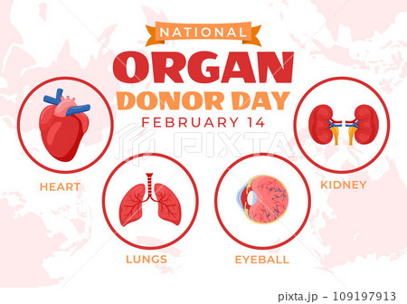 National Organ Donor Day Vector Illustration on 14 February with Kidneys, Heart, Lungs or Liver for Transplantation and Healthcare in Flat Background 109197913