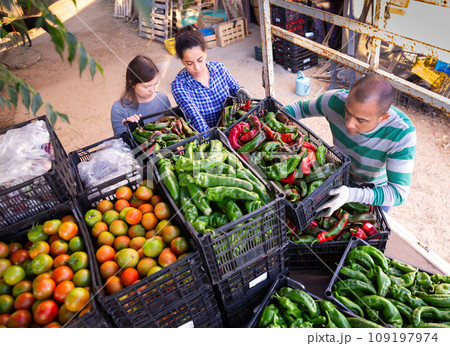 Man and woman load boxes of ripe bell peppers into the back of truck 109197974