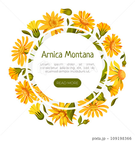 Arnica Herb Nature Banner Design with Meadow Flower Vector Template 109198366