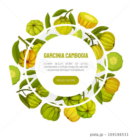 Garcinia Fruit Banner Design with Green Plant Vector Template 109198531