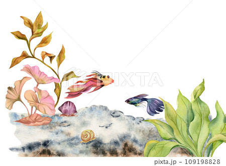 Hand drawn watercolor aquarium fish, algae and sealife, snails shells. Marine exotic underwater illustration. Isolated on white background. Design for shops, brochure, print, card, wall art, textile. Hand drawn watercolor aquarium fish, algae and sealife, snails shells. Marine exotic underwater illustration. Isolated on white background. Design for shops, brochure, print, card, wall art, textile. 109198828