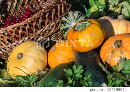 Harvested pumpkins and squashes, viburnum berry in a basket in the garden 109199034