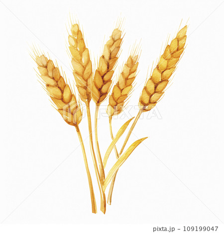 小麦の水彩イラストのイラスト素材 [109199047] - PIXTA
