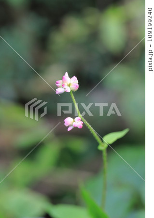 タデ科の溝蕎麦(ミゾソバ)の花 タデ科の溝蕎麦(ミゾソバ)の花 109199240