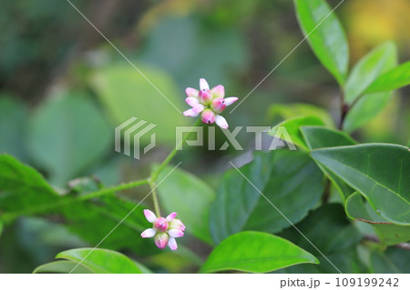 タデ科の溝蕎麦（ミゾソバ）の花　 109199242