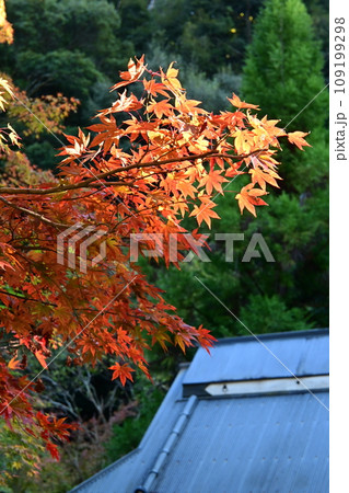秋の紅葉に染まる箕面公園 秋の紅葉に染まる箕面公園 109199298
