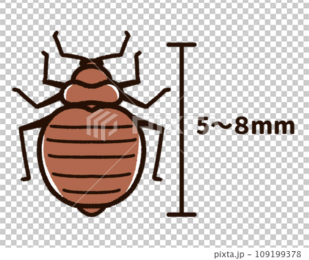 Image of the size of bed bugs 109199378