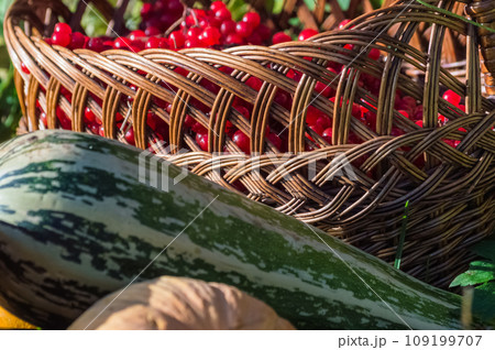 Wicker basket with red berries of viburnum and zucchini Wicker basket with red berries of viburnum and zucchini 109199707