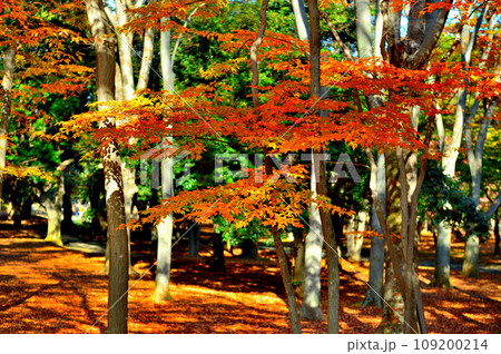 東京 代々木公園の紅葉 初秋のもみじの風景 東京 代々木公園の紅葉 初秋のもみじの風景 109200214