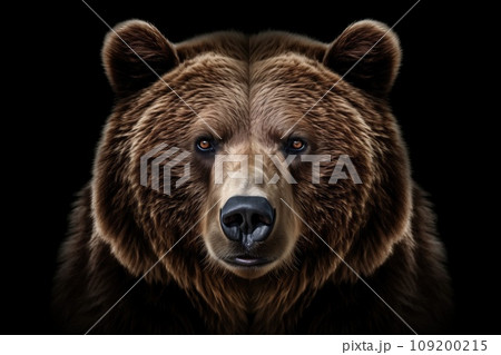 Front view of brown bear isolated on black background. Portrait of Kamchatka bear (Ursus arctos beringianus) Front view of brown bear isolated on black background. Portrait of Kamchatka bear (Ursus arctos beringianus) 109200215