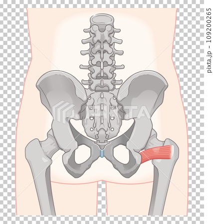大腿方形筋、股関節、骨盤、筋肉、イラスト、illustration 109200265
