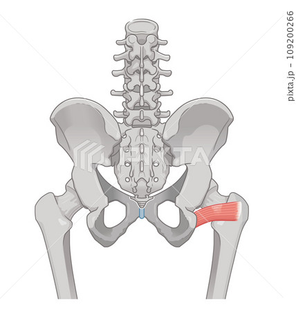 大腿方形筋、股関節、骨盤、筋肉、イラスト、illustration 大腿方形筋、股関節、骨盤、筋肉、イラスト、illustration 109200266