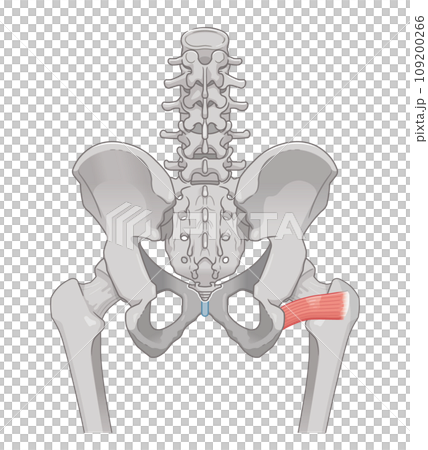 大腿方形筋、股関節、骨盤、筋肉、イラスト、illustration 大腿方形筋、股関節、骨盤、筋肉、イラスト、illustration 109200266