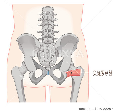 大腿方形筋、股関節、骨盤、筋肉、イラスト、illustration 109200267