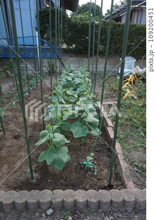 キュウリ 109200451