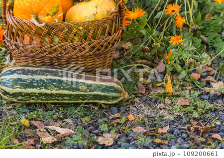 Pumpkin and zucchini in a basket on the grass in the garden. Autumn harvest concept. Pumpkin and zucchini in a basket on the grass in the garden. Autumn harvest concept. 109200661
