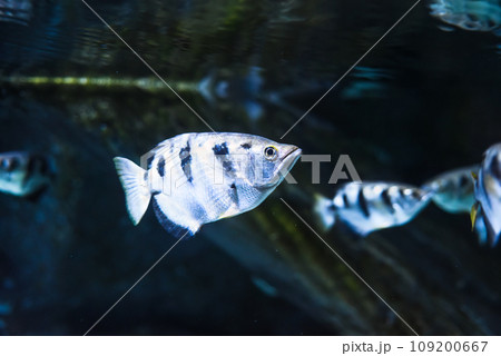 Toxotes chatareus, known by the names common archerfish, seven-spot archerfish or largescale archerfish Toxotes chatareus, known by the names common archerfish, seven-spot archerfish or largescale archerfish 109200667
