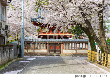 小江戸川越の春　喜多院の桜　鐘楼門と桜吹雪 109201273