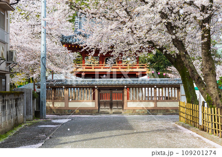 小江戸川越の春　喜多院の桜　鐘楼門と桜吹雪 109201274