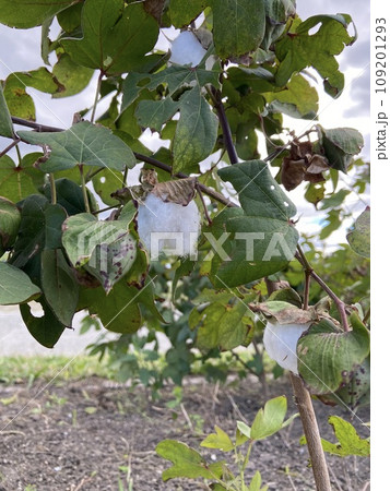 綿の木 109201293