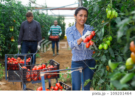 Team of workers harvests ripe tomatoes in greenhouse 109201464