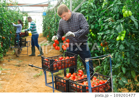 Group of gardeners harvesting tomatoes in glasshouse Group of gardeners harvesting tomatoes in glasshouse 109201477