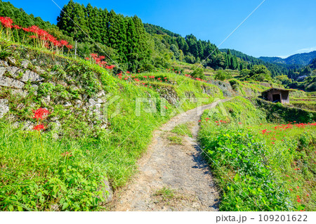つづら棚田と彼岸花　福岡県うきは市 109201622