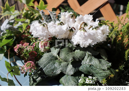 ホワイトシクラメンの寄せ植え ホワイトシクラメンの寄せ植え 109202283