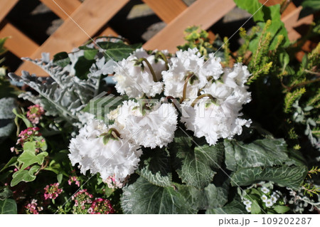 ホワイトシクラメンの寄せ植え 109202287