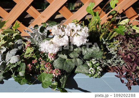 ホワイトシクラメンの寄せ植え 109202288