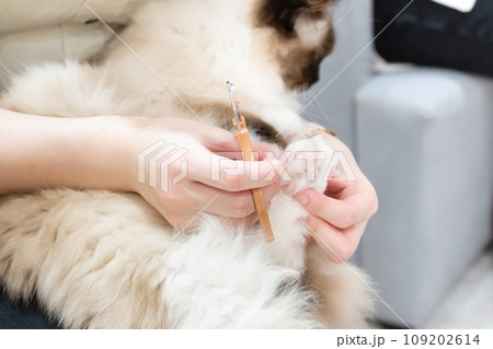 猫の爪切り 109202614