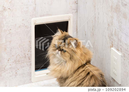 猫用出入り口と猫 109202894