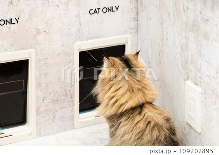 猫用出入り口と猫 109202895