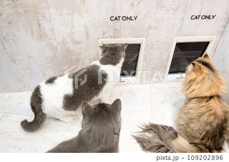 猫用出入り口と猫 109202896