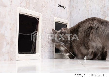 猫用出入り口と猫 109202917