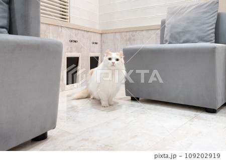 猫用出入り口と猫 109202919