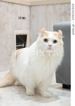 猫用出入り口と猫 109202920