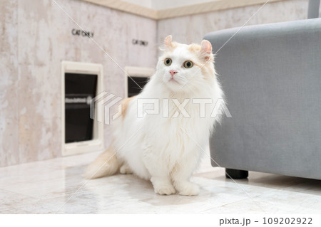 猫用出入り口と猫 109202922