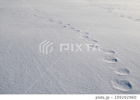 積もった雪に残る足あと 109202960