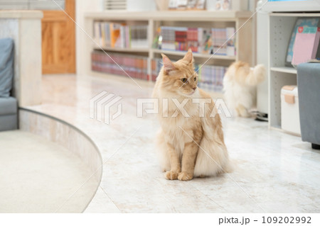 室内飼いの猫　猫カフェ　イメージ 109202992