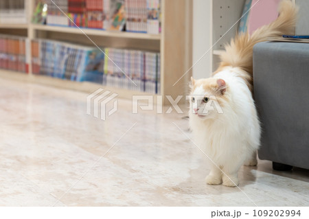 室内飼いの猫　猫カフェ　イメージ 109202994