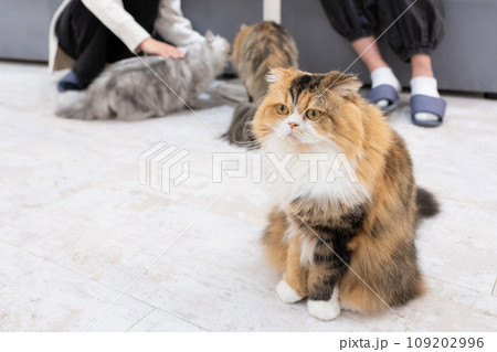 室内飼いの猫 猫カフェ イメージ 室内飼いの猫 猫カフェ イメージ 109202996