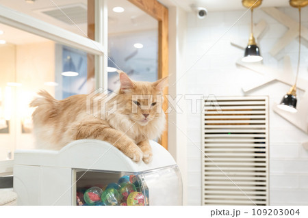 室内飼いの猫　猫カフェ　イメージ 109203004
