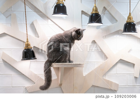 室内飼いの猫　猫カフェ　イメージ 109203006